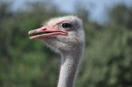 ostrich animals bird