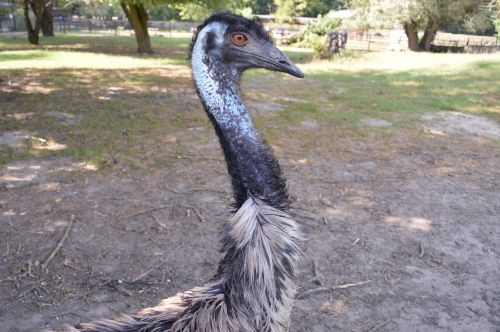 ostrich nature animal