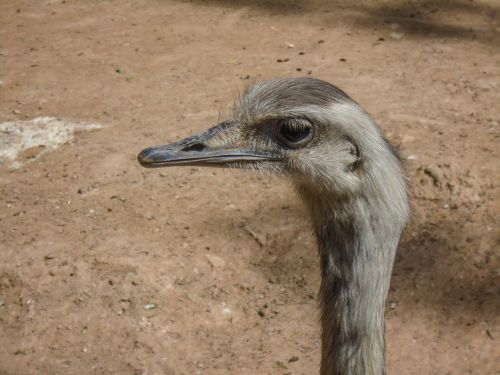 ostrich animal bird