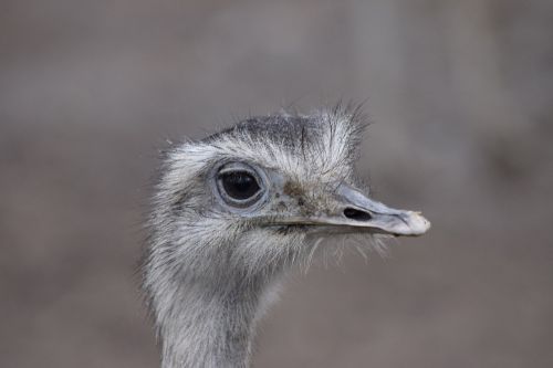 ostrich animal bird