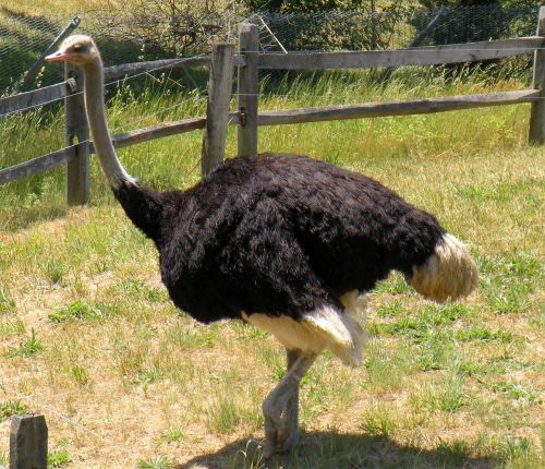 ostrich bird nature