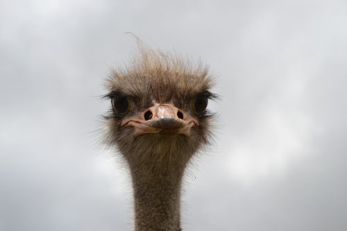 ostrich face south africa