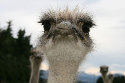 ostrich eye contact