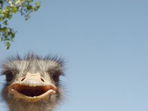 ostrich space head