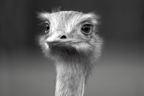 Ostrich