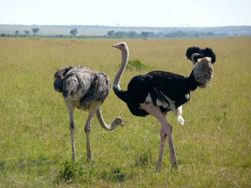 ostrich kenya africa