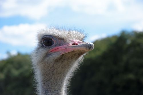 ostrich animal zoo