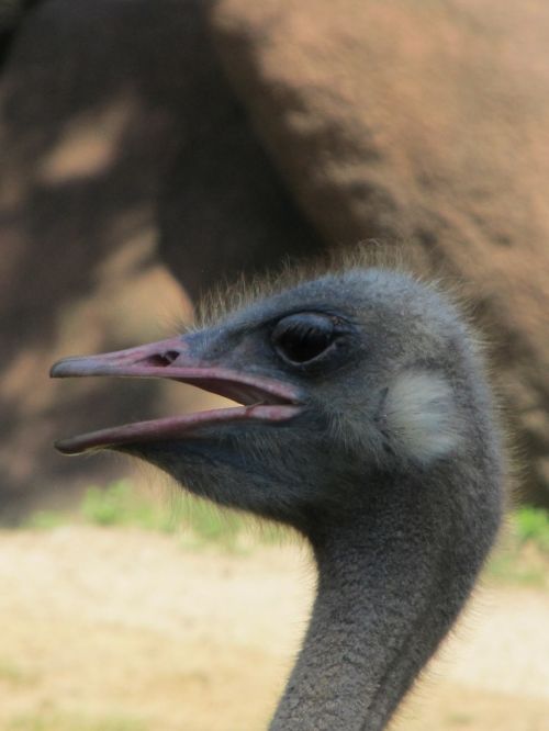 ostrich bird head