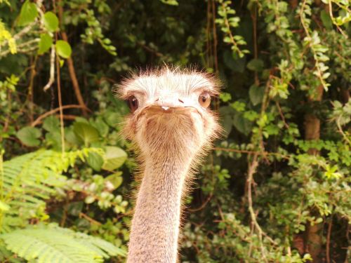 ostrich safari closeup