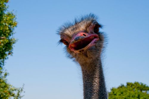 ostrich nature bird