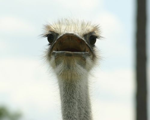 ostrich zoo beak