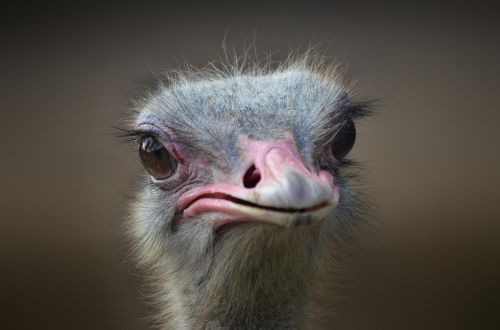 ostrich bird portrait