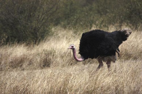 ostrich bird africa