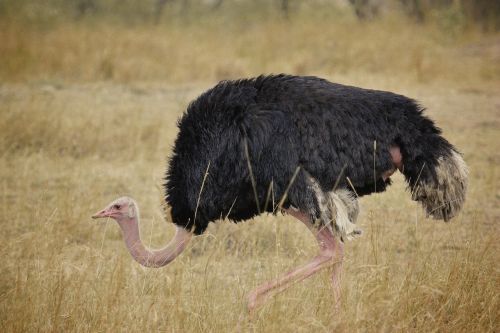 ostrich bird africa