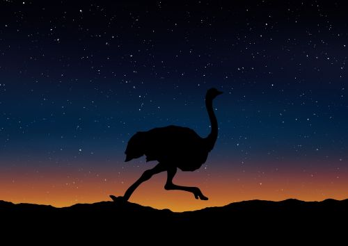 ostrich silhouette landscape