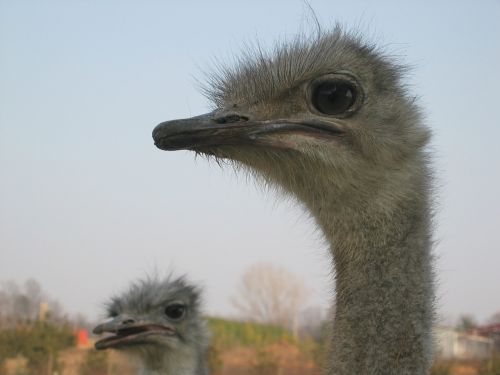 ostrich beak head