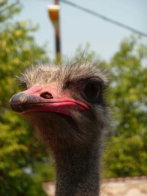 ostrich animal zoo