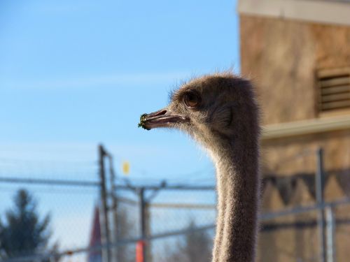 ostrich bird zoo