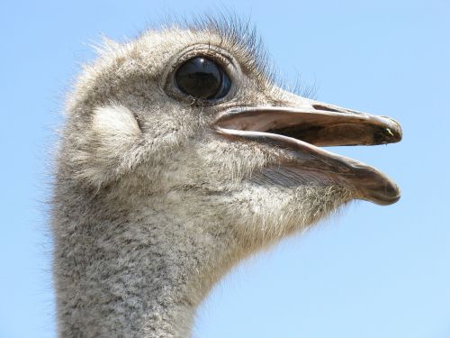 ostrich bird head