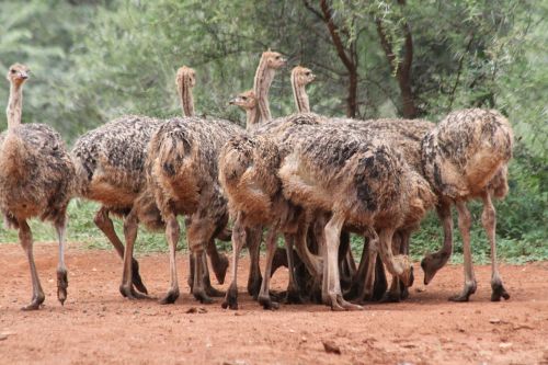 ostrich bouquet flock