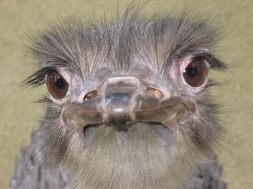 ostrich close-up animal-photography