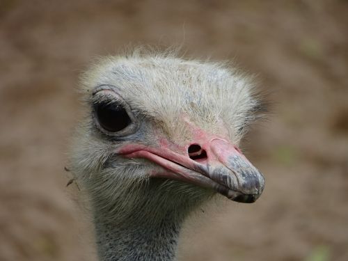 ostrich head beak
