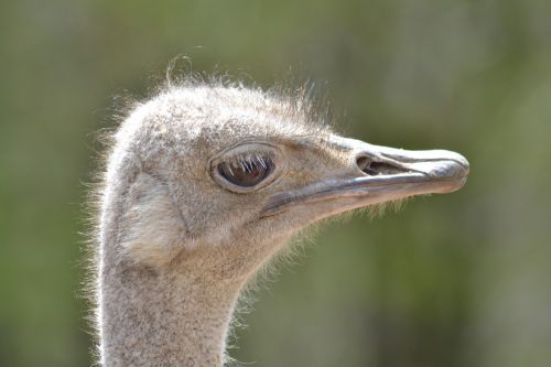 ostrich bird zoo
