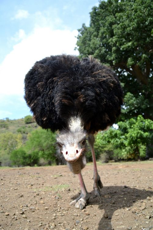 ostrich wild animal