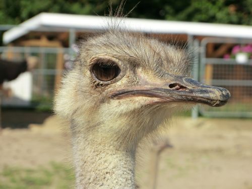 ostrich ostrich farm bird