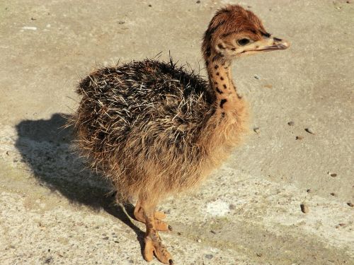 ostrich ostrich farm bird