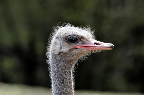 ostrich bird runner