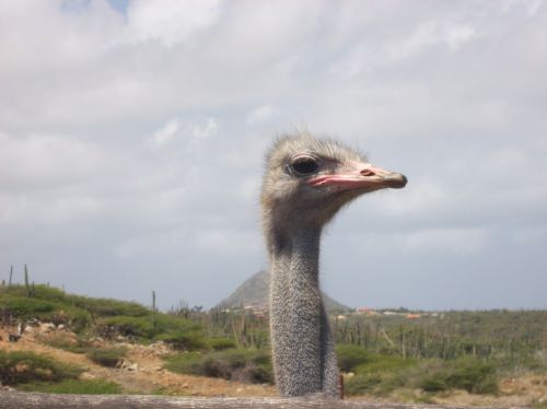 ostrich aruba bird