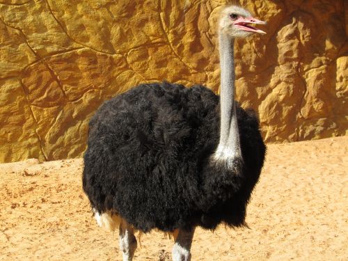 ostrich animal giant bird