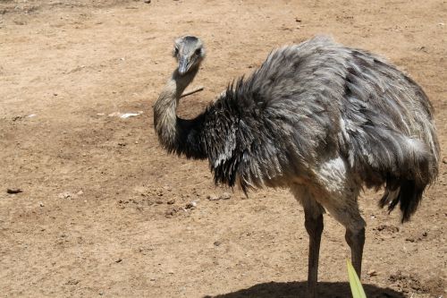 ostrich nature zoo
