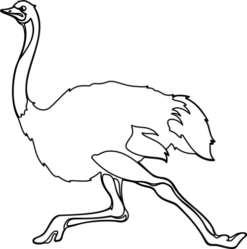 ostrich bird animal