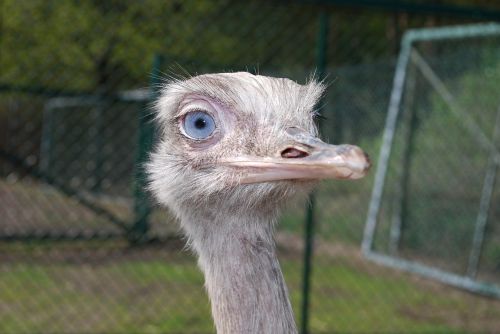 ostrich head bird