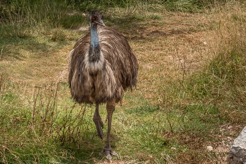 ostrich  animal  zoo