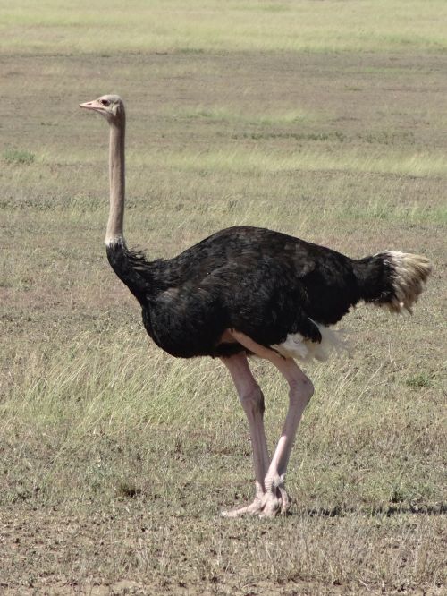 ostrich male savannah