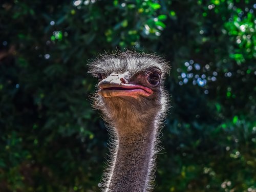 ostrich  animal  bird