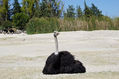 ostrich  ave estrutioniforme  animals