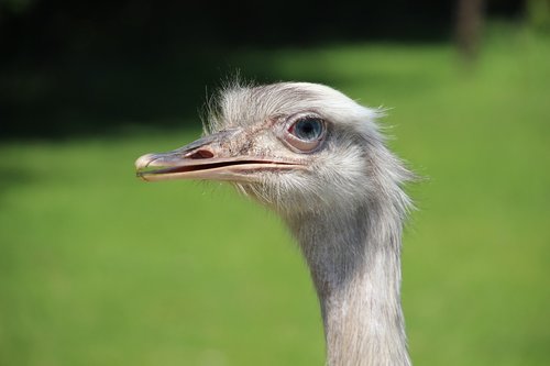 ostrich  head  animal