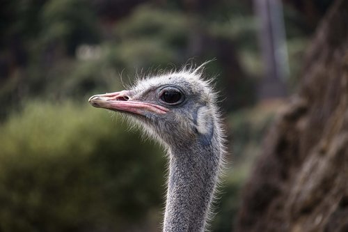 ostrich  portrait  animal