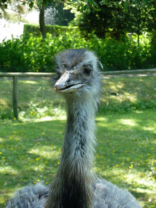 ostrich zoo nature