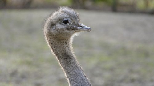 ostrich  bird  head