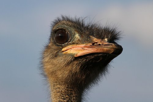 ostrich  animal  bird
