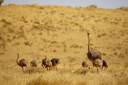 ostrich  babies  bird