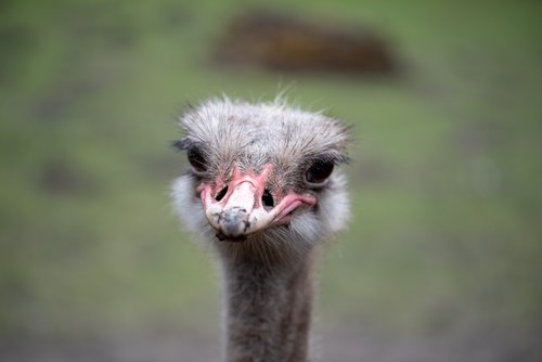 ostrich  portrait  bird