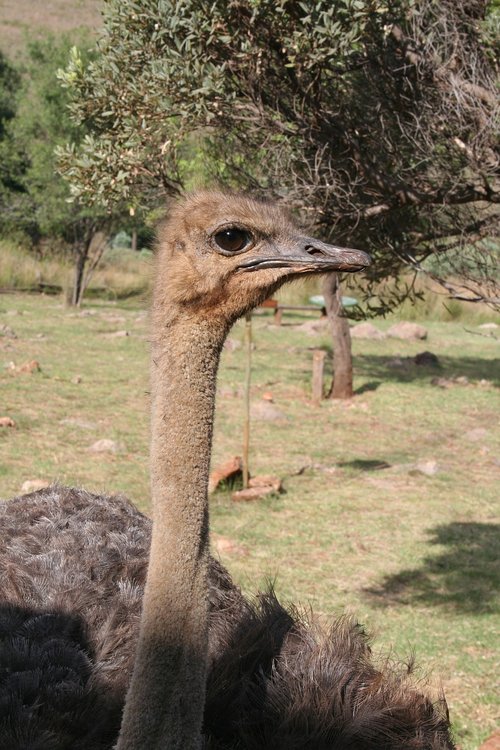 ostrich  bird  animal