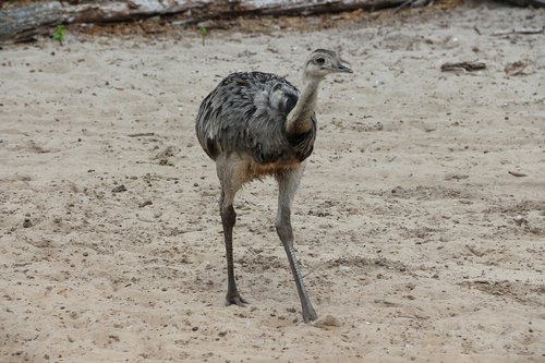 ostrich  zoo  bird