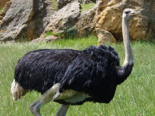 ostrich birds animals